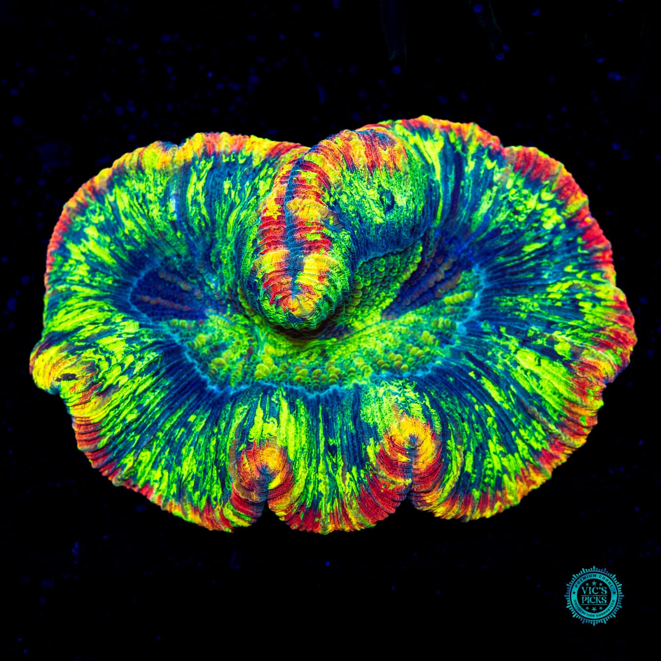 Heavenly Rainbow Trachyphyllia - Actinic Photo