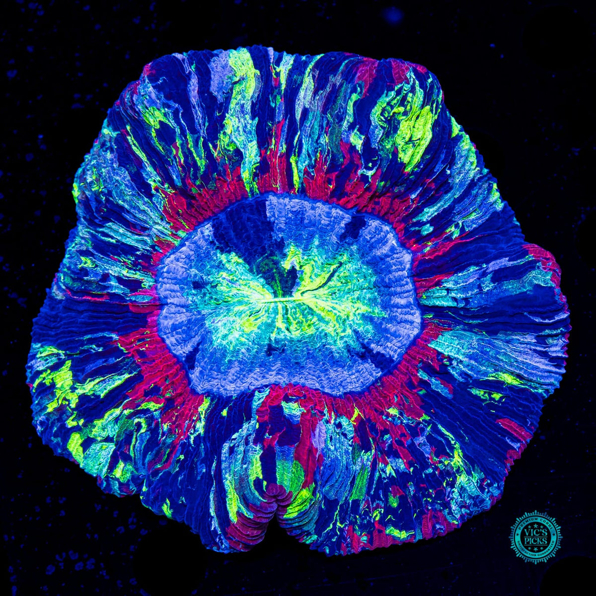 Midnight Dreams Trachyphyllia - Actinic Photo