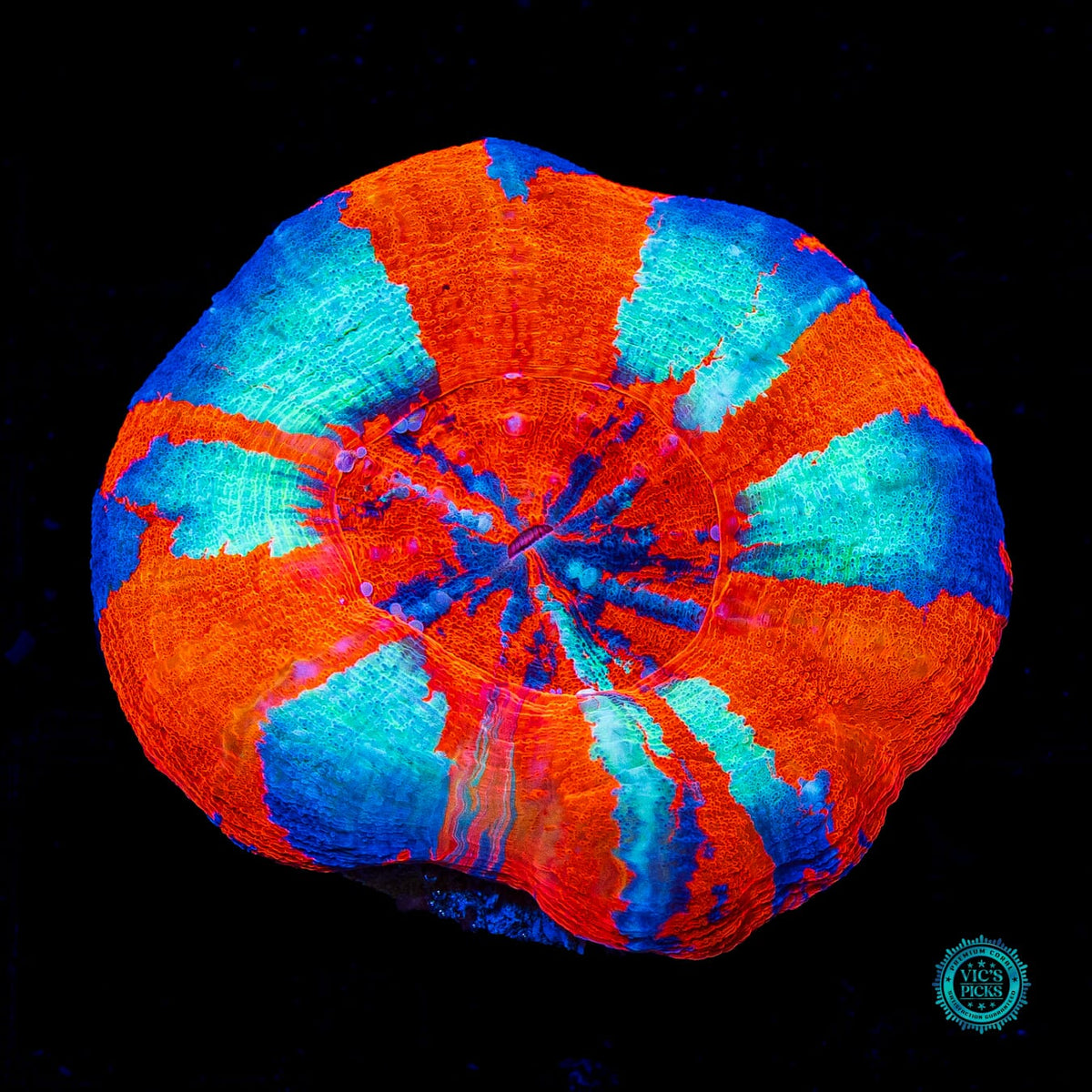 Holographic Warpaint Scolymia - Actinic Photo