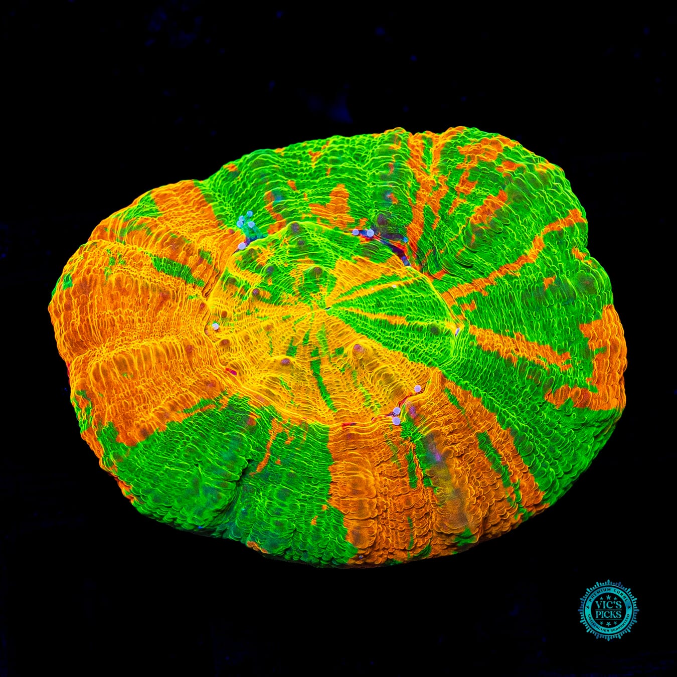 Tropical Luau Scolymia - Actinic Photo