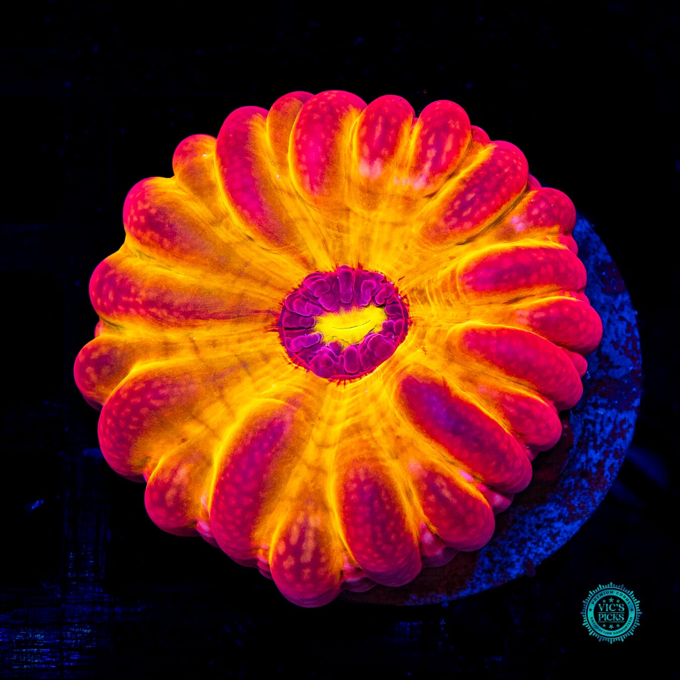 Eye of Sauron Cynarina - Actinic Photo