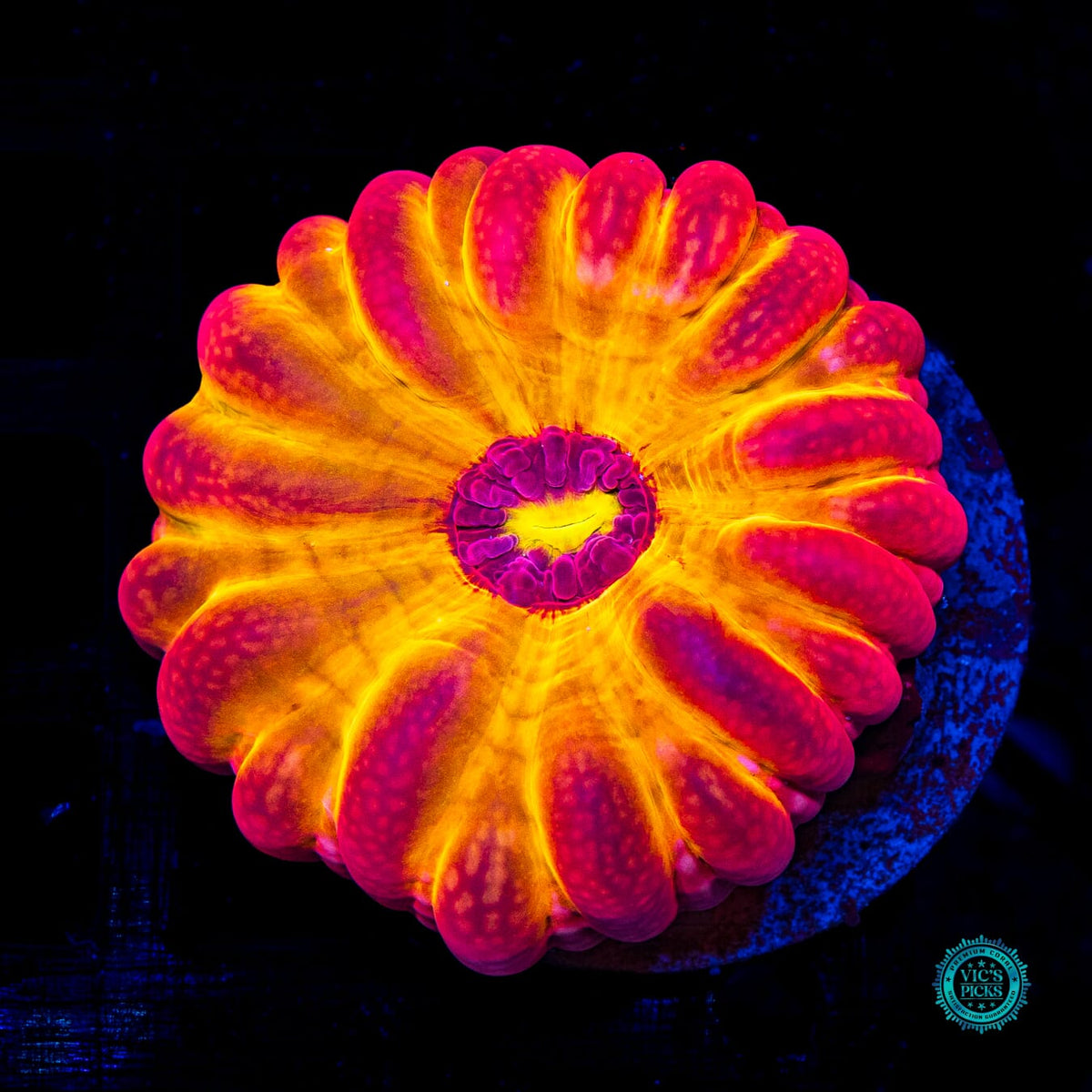 Eye of Sauron Cynarina - Actinic Photo