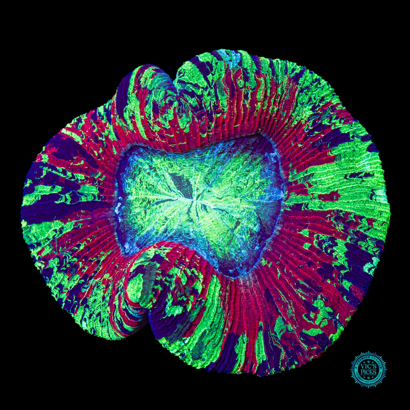 Perfect Storm Trachyphyllia - Actinic Photo