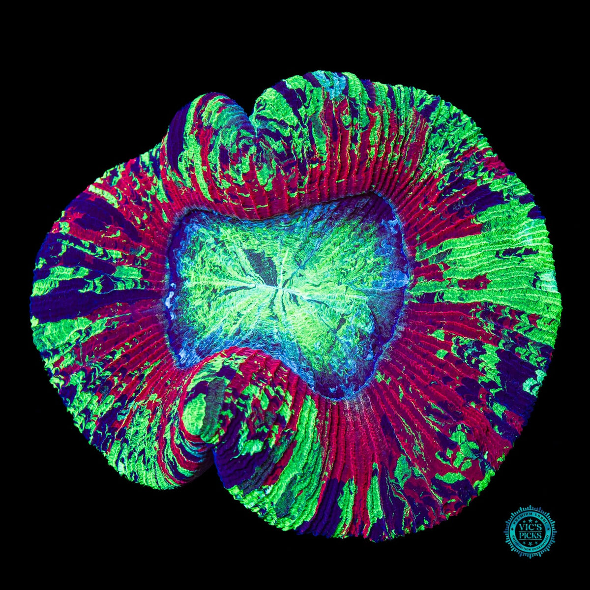 Perfect Storm Trachyphyllia - Actinic Photo