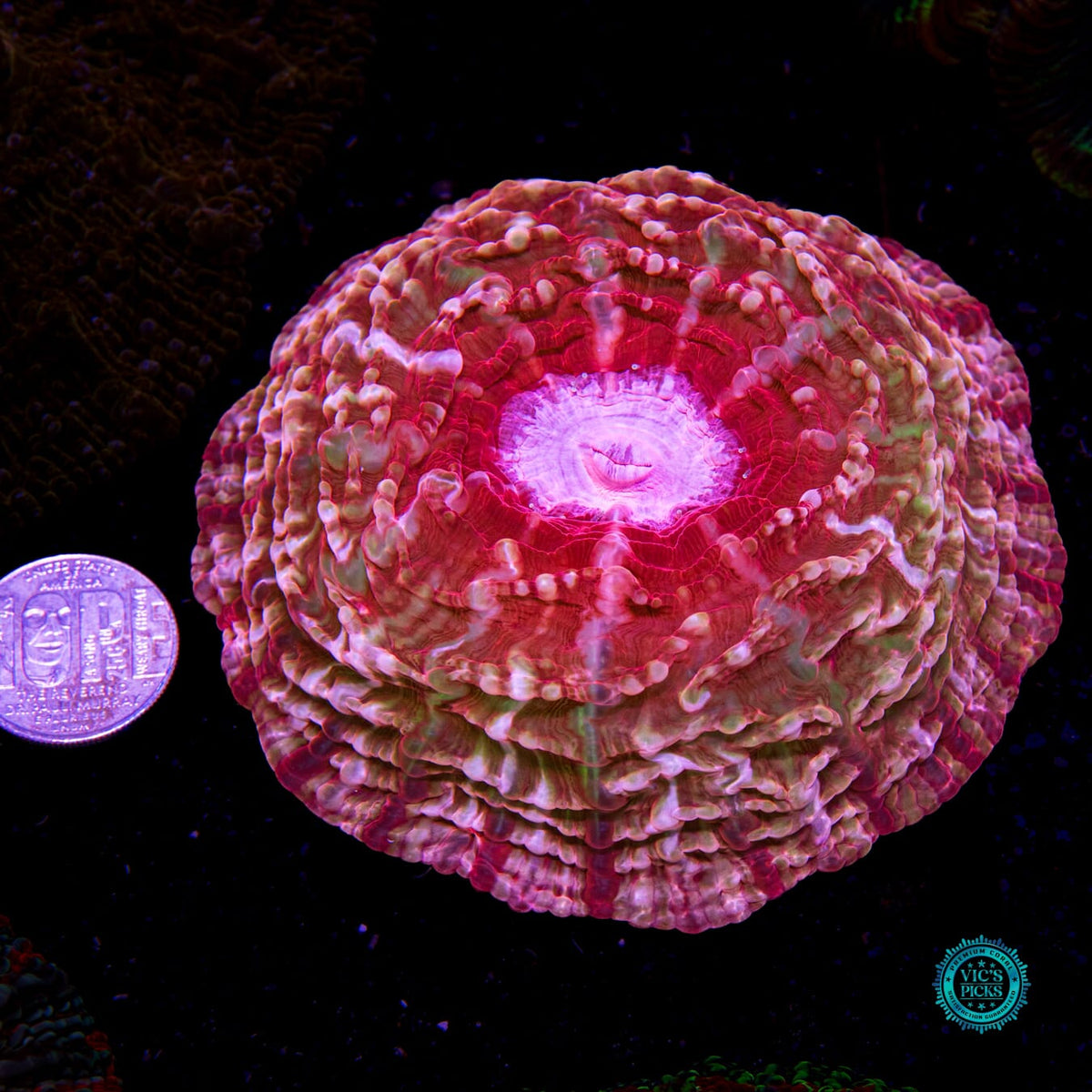 Pink Passion Indophyllia - Daylight Photo