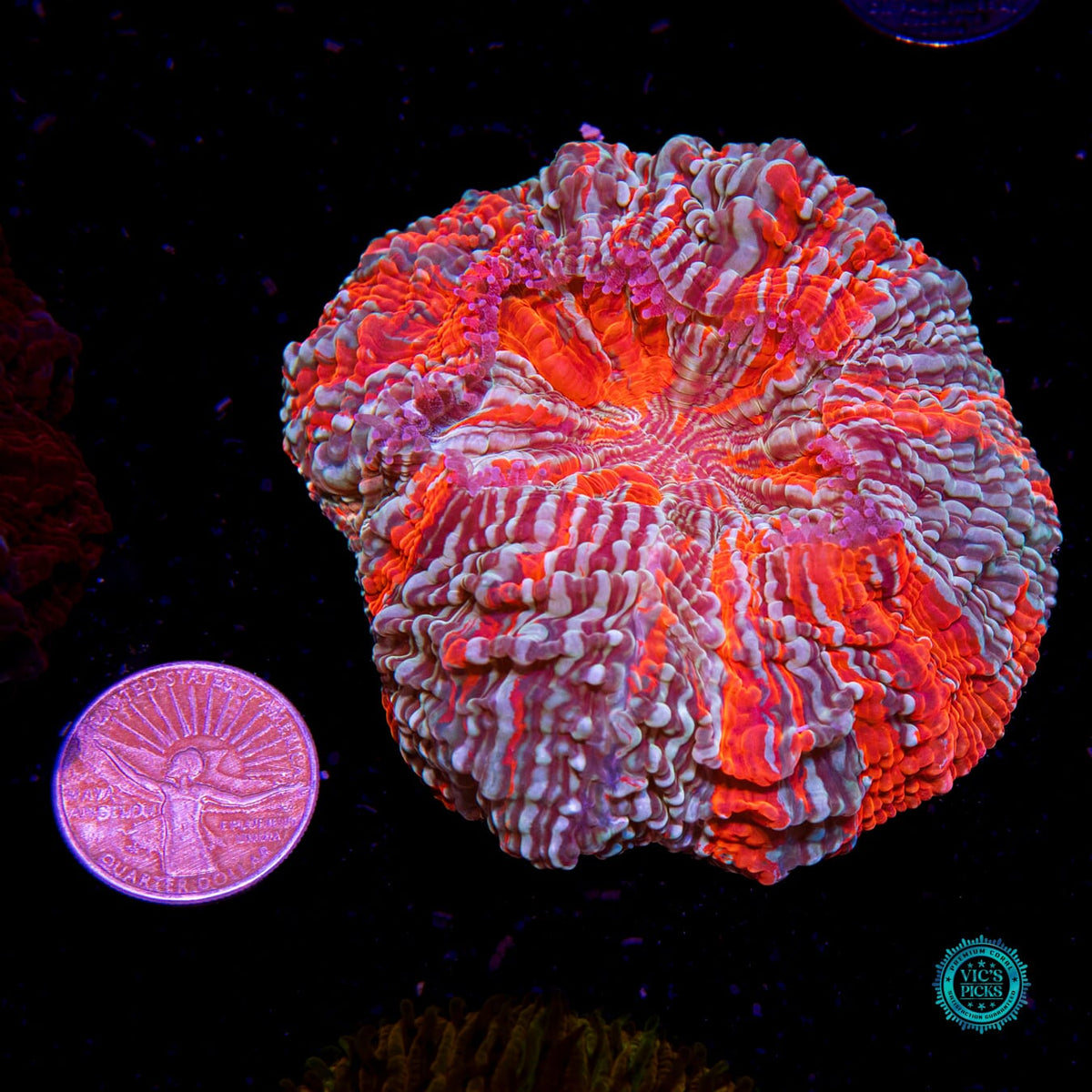 Psychedelic Whirlpool Acanthophyllia - Daylight Photo
