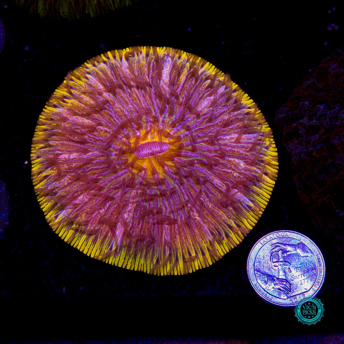 Cosmic Stardust Plate - Daylight Photo