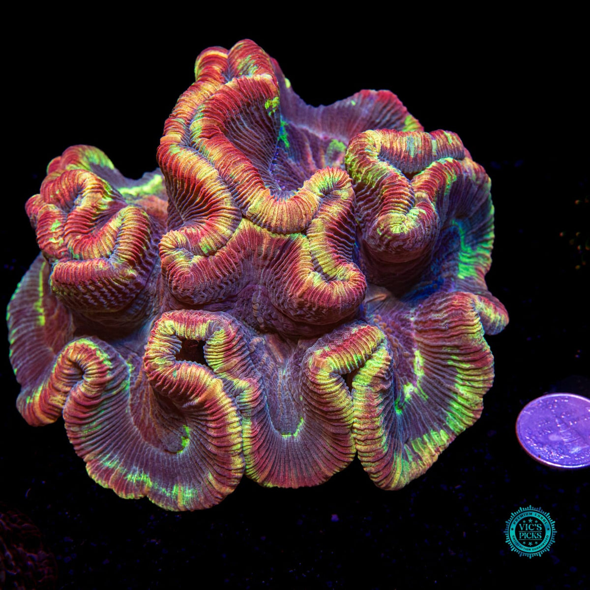 XL Rainbow Explosion Trachyphyllia - Daylight Photo
