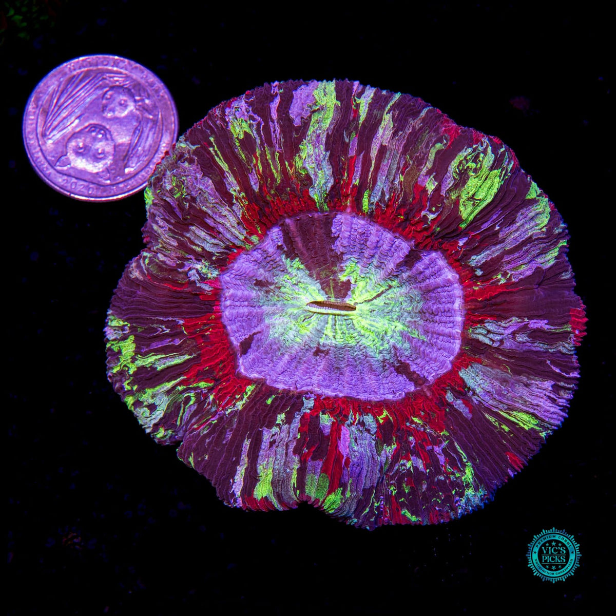 Midnight Dreams Trachyphyllia - Daylight Photo