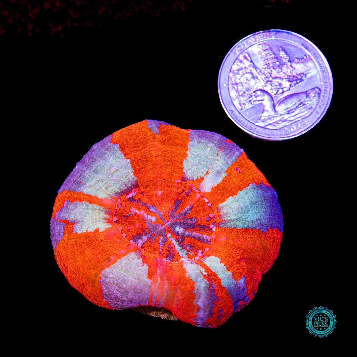 Holographic Warpaint Scolymia - Daylight Photo