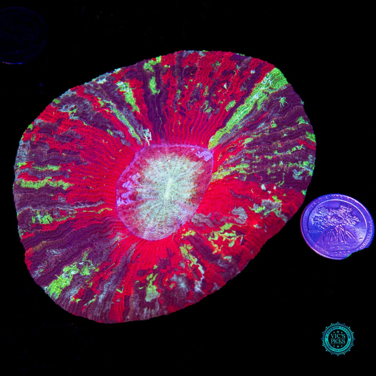 Rocket Power Trachyphyllia - Daylight Photo