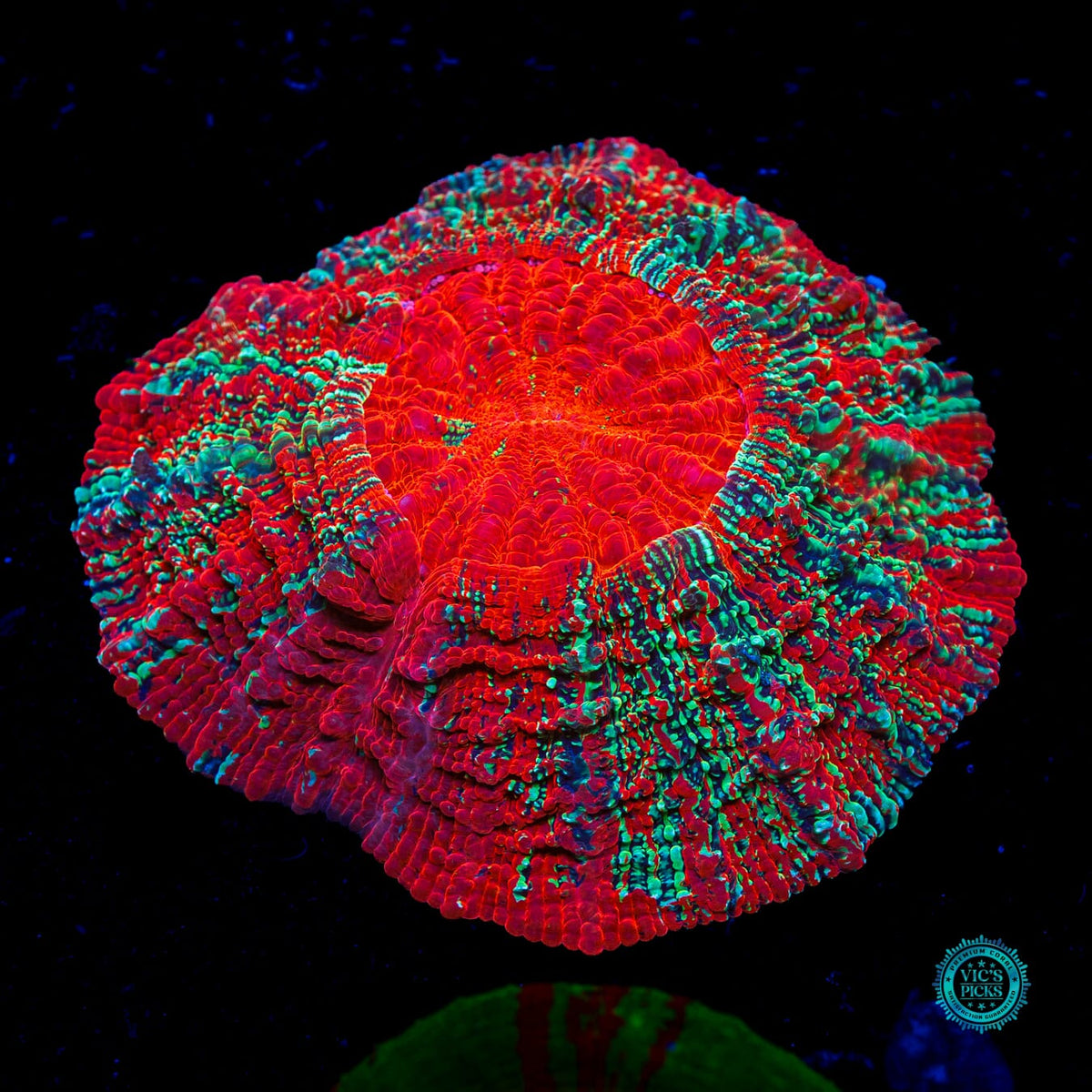 Firewalker Acanthophyllia - Actinic Photo