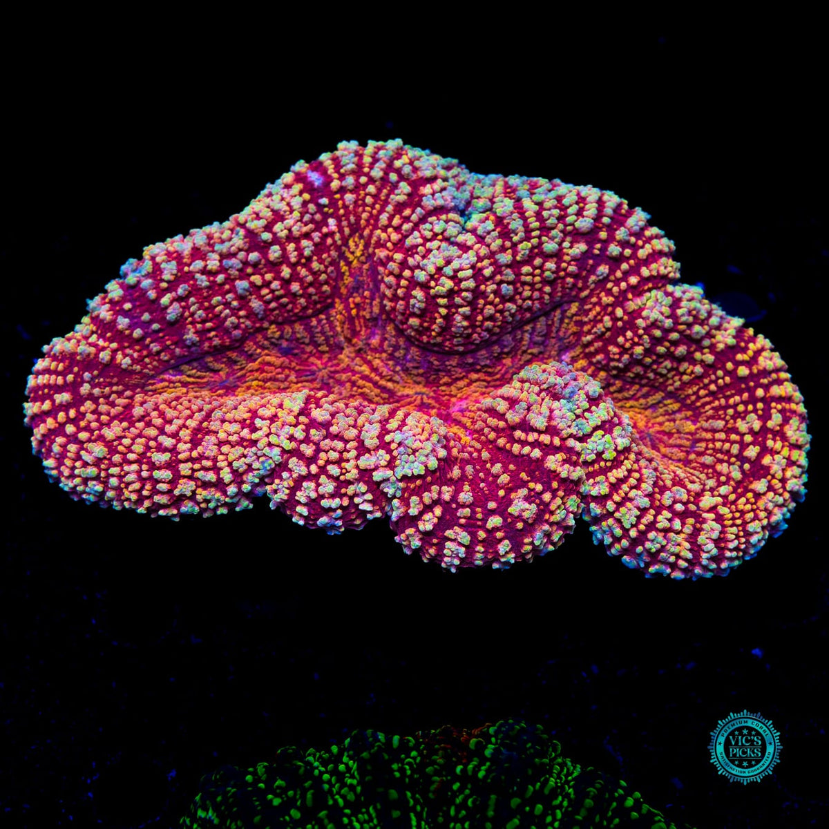 Peppermint Fire Lobophyllia - Actinic Photo