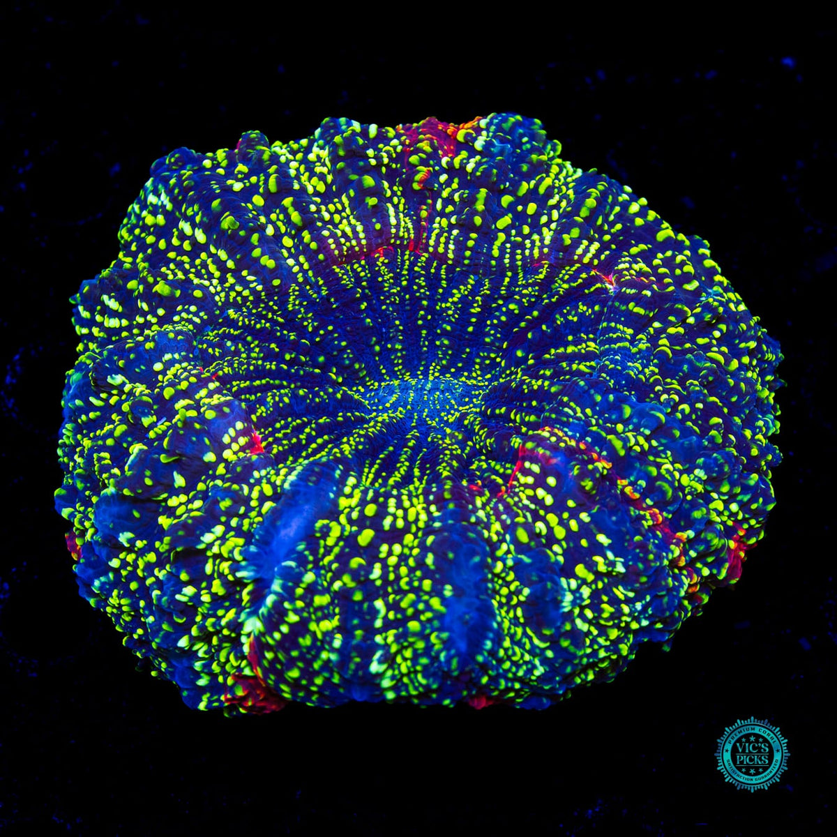 Emerald Galaxy Acanthophyllia - Actinic Photo