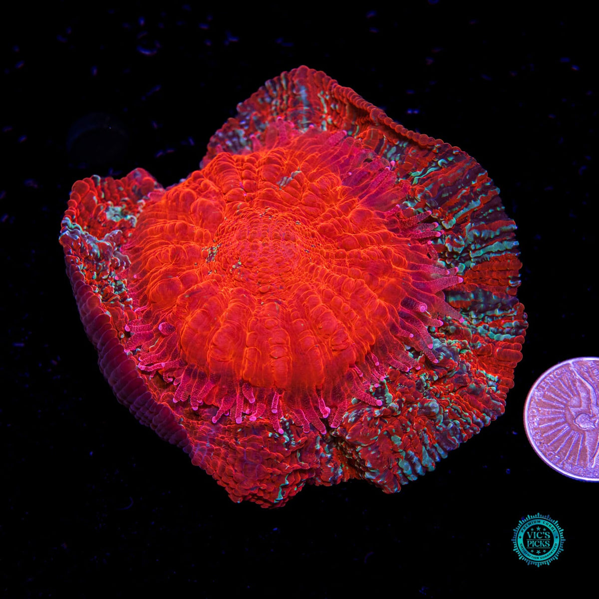 Firewalker Acanthophyllia - Daylight Photo