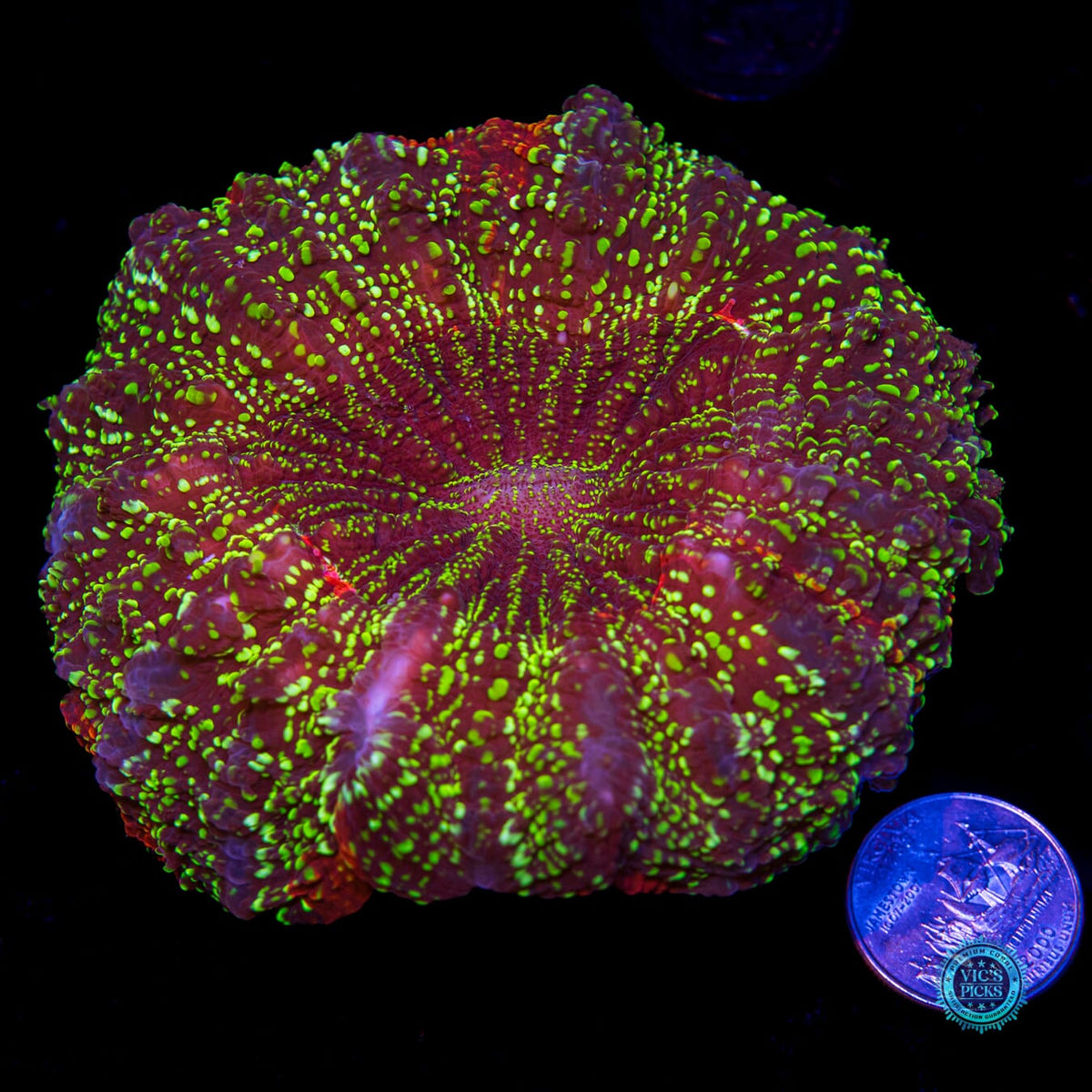 Emerald Galaxy Acanthophyllia - Daylight Photo