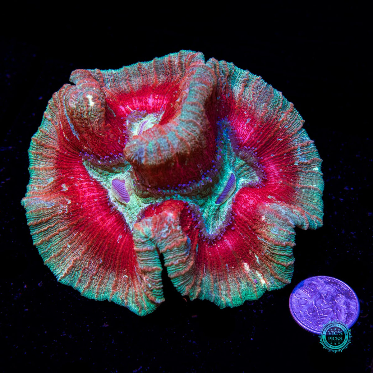 Cosmic Crimson Trachyphyllia - Daylight Photo