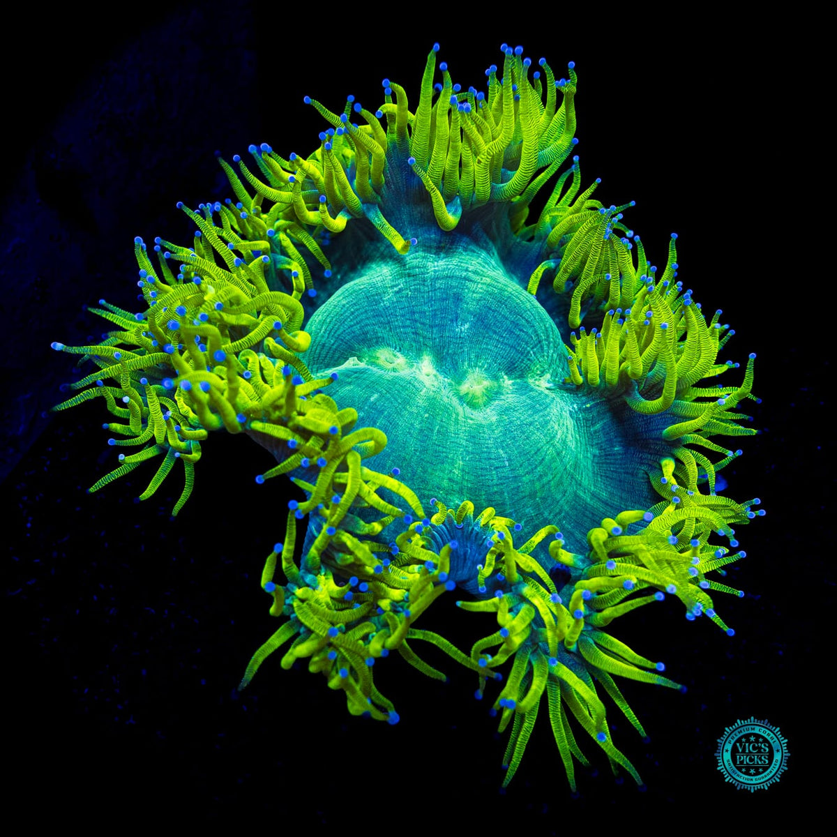 Neon Zebra Elegance - Actinic Photo