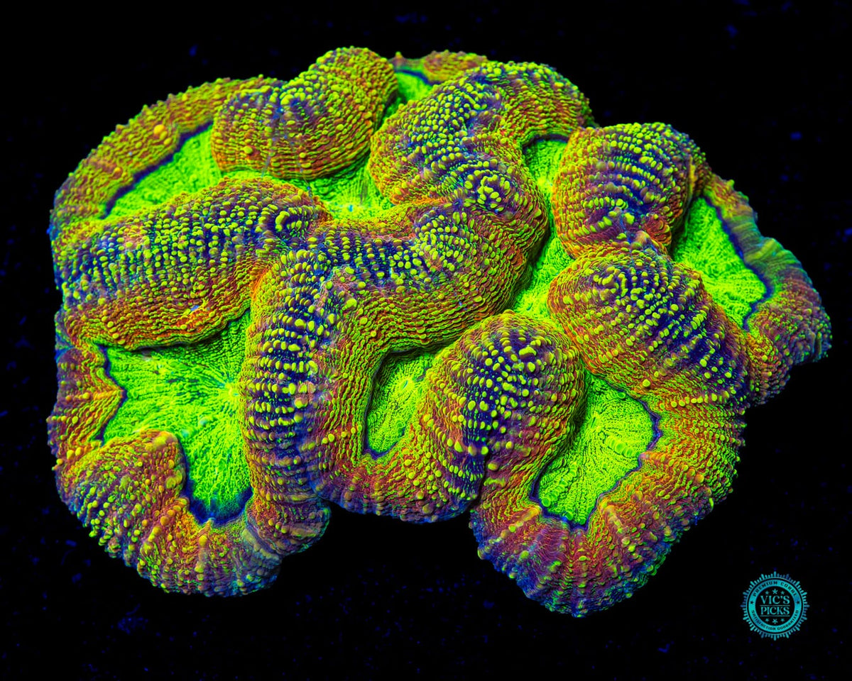 XXL Alien Experiment Lobophyllia - Actinic Photo