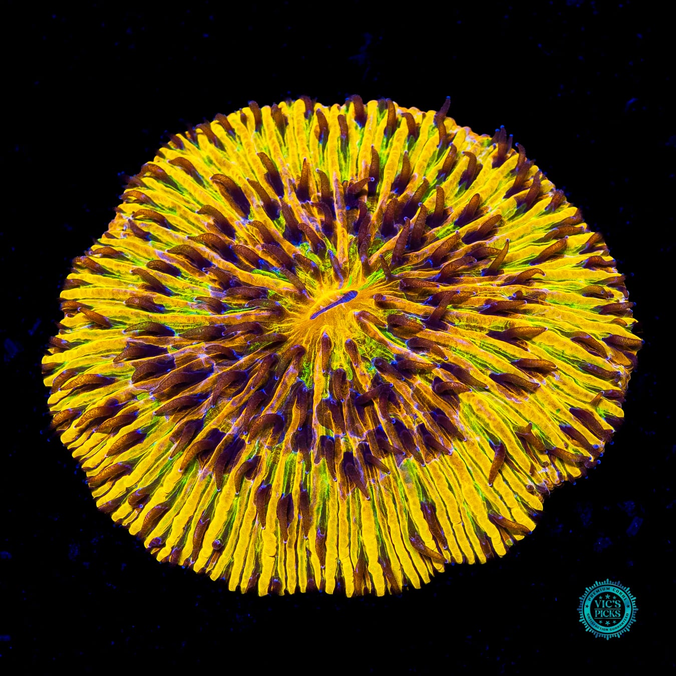 Second Sun Plate - Actinic Photo