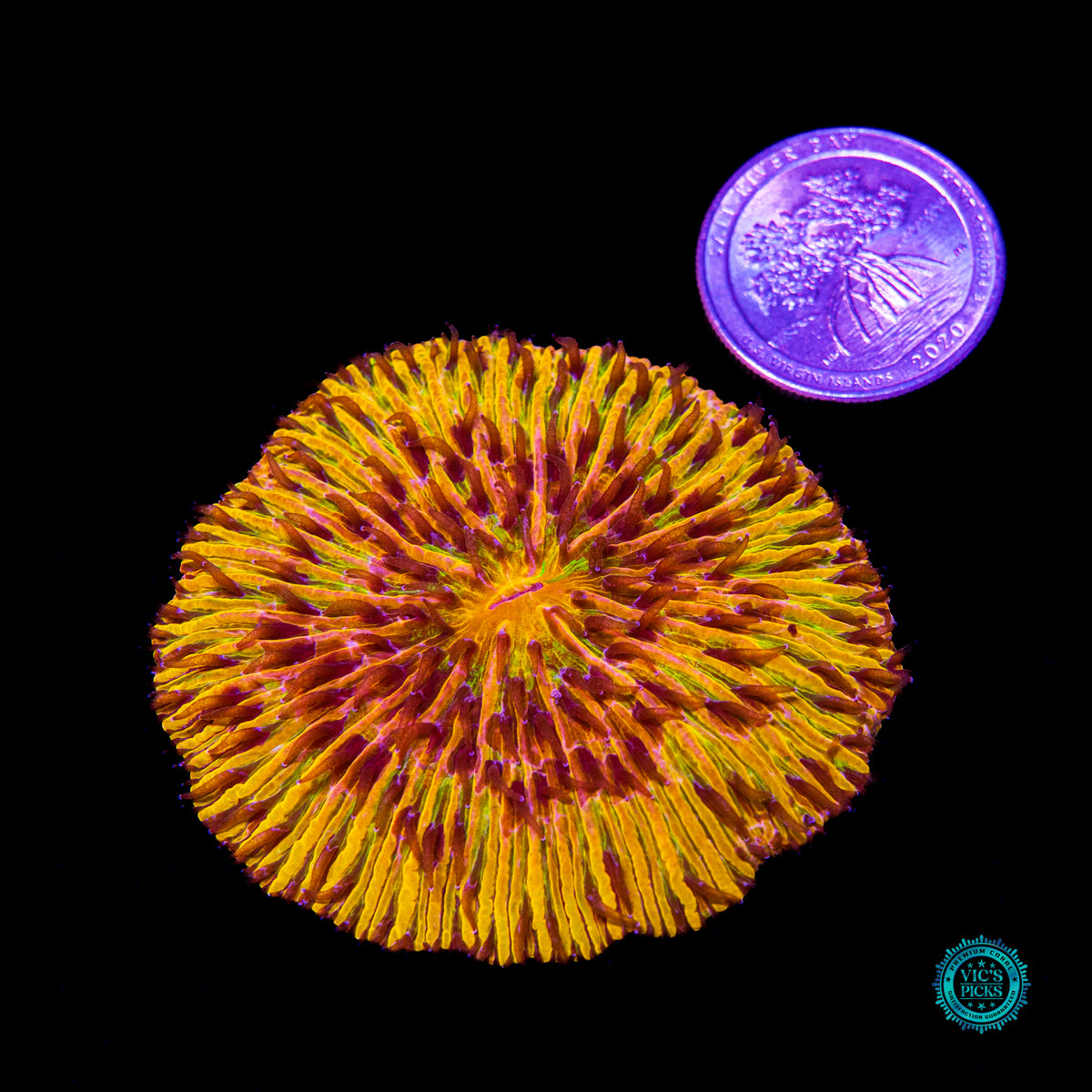 Second Sun Plate