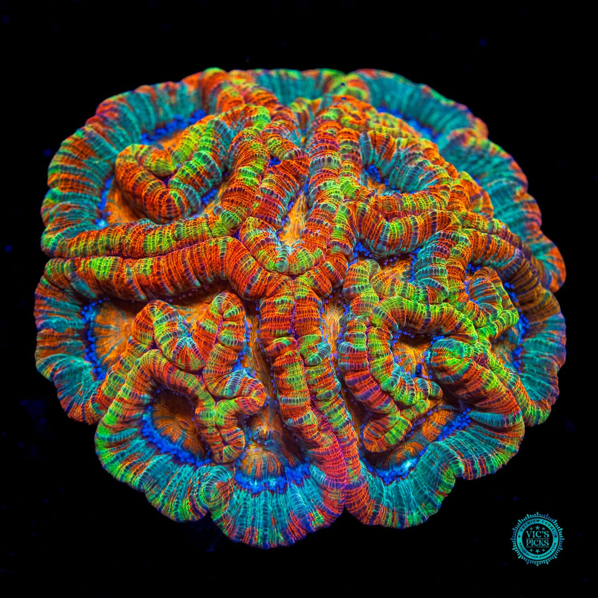 Rainbow Tiger Symphyllia Wilsoni - Actinic Photo