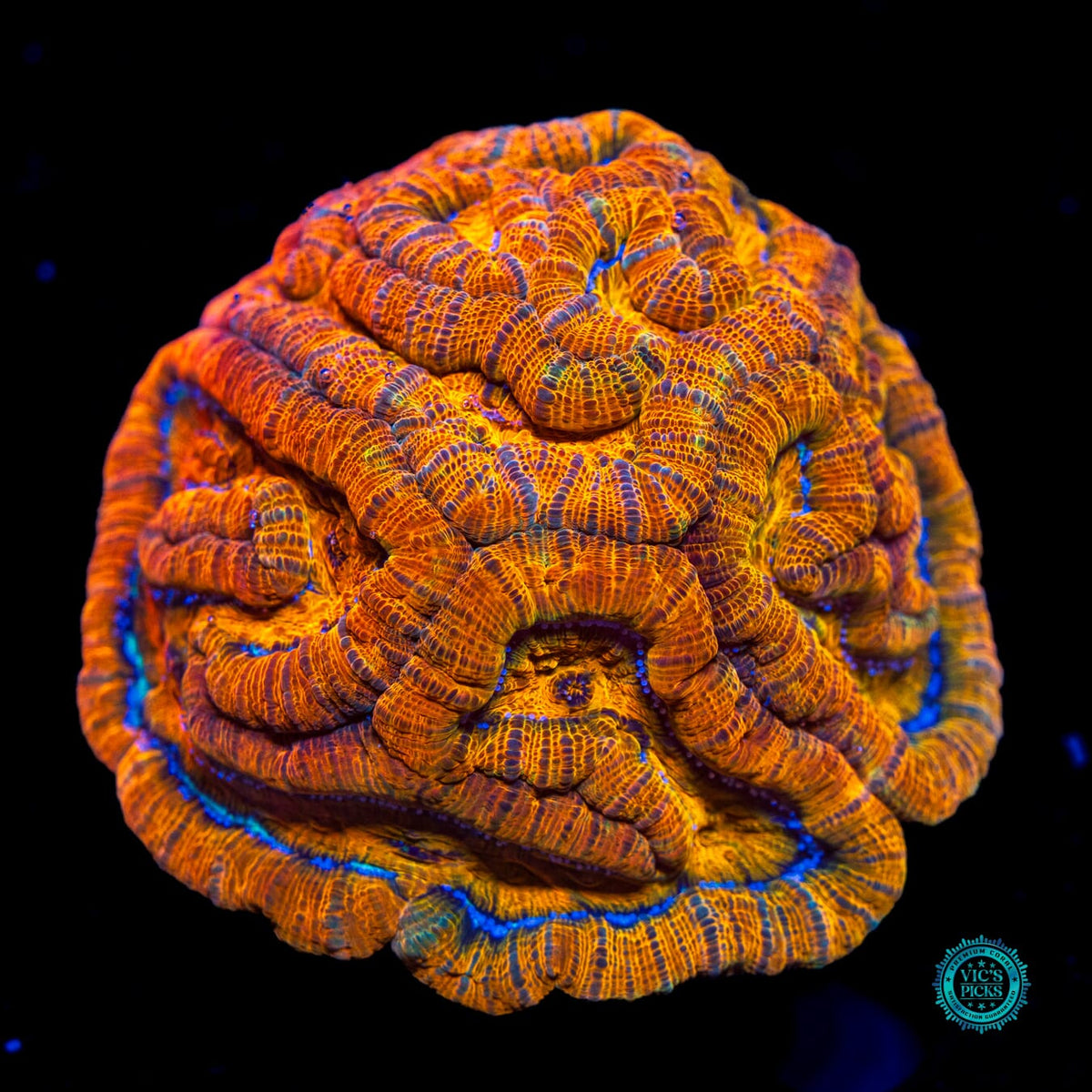 Sunkissed Tiger Symphyllia Wilsoni - Actinic Photo