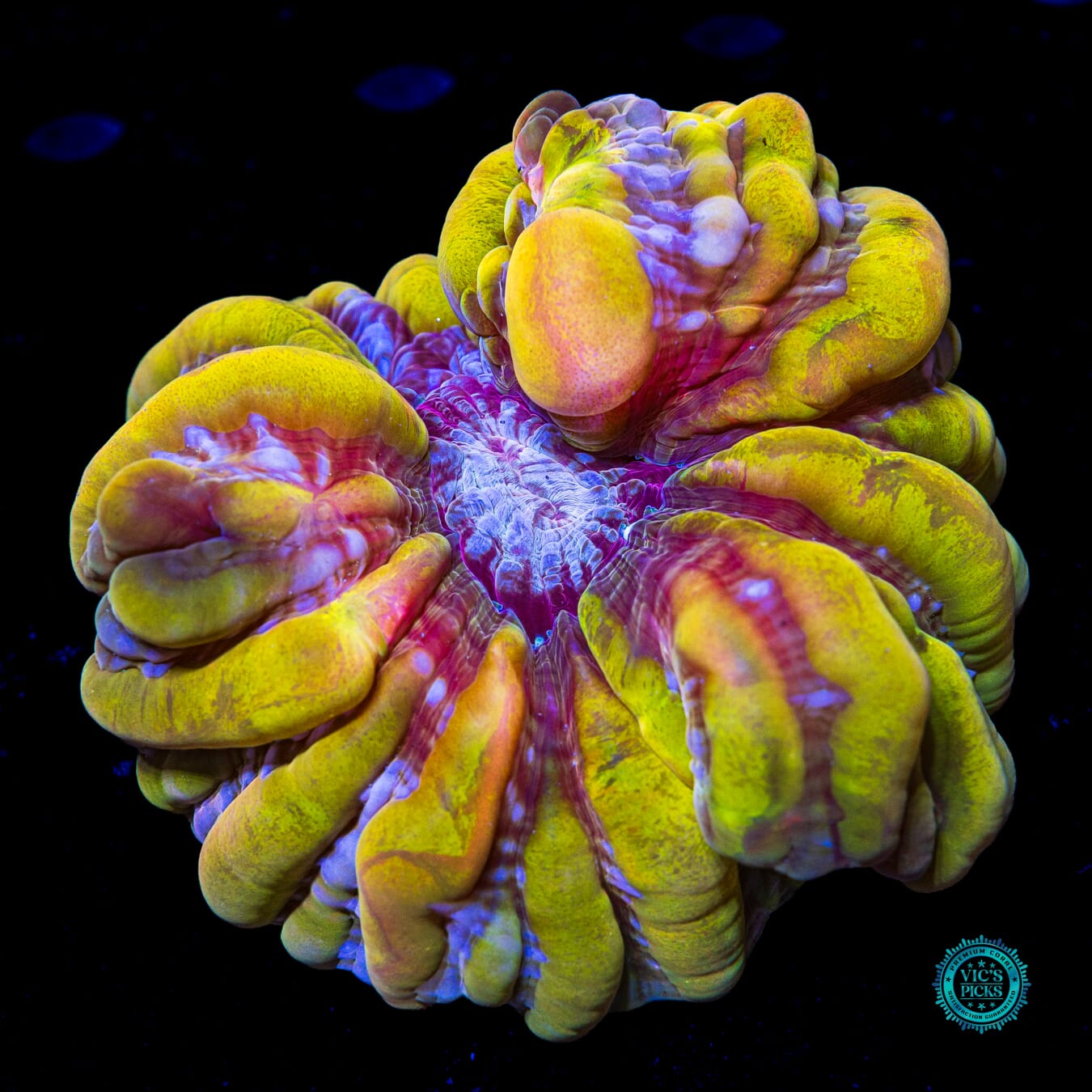 Lemon Lazer Cynarina - Actinic Photo