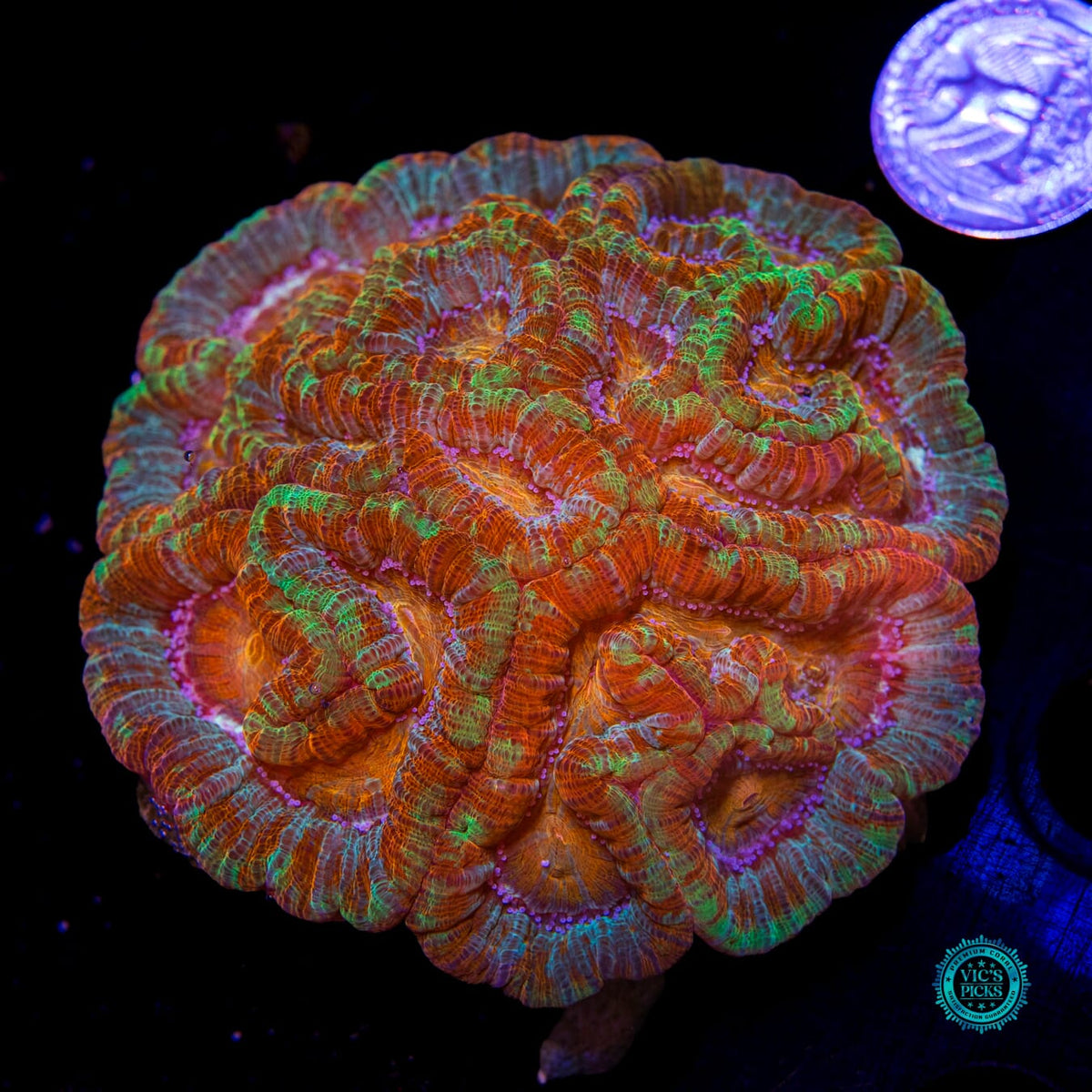 Rainbow Tiger Symphyllia Wilsoni - Daylight Photo