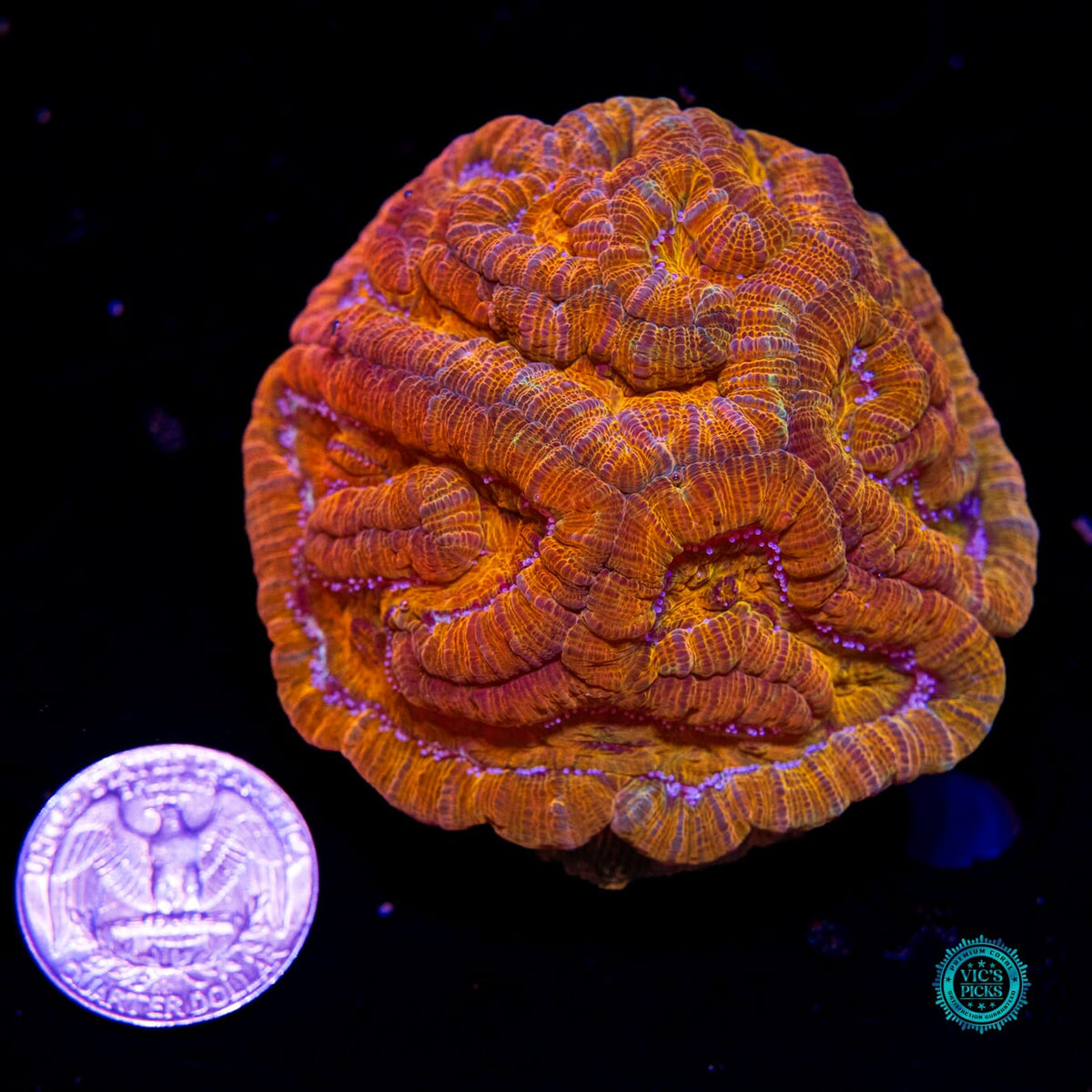 Sunkissed Tiger Symphyllia Wilsoni - Daylight Photo