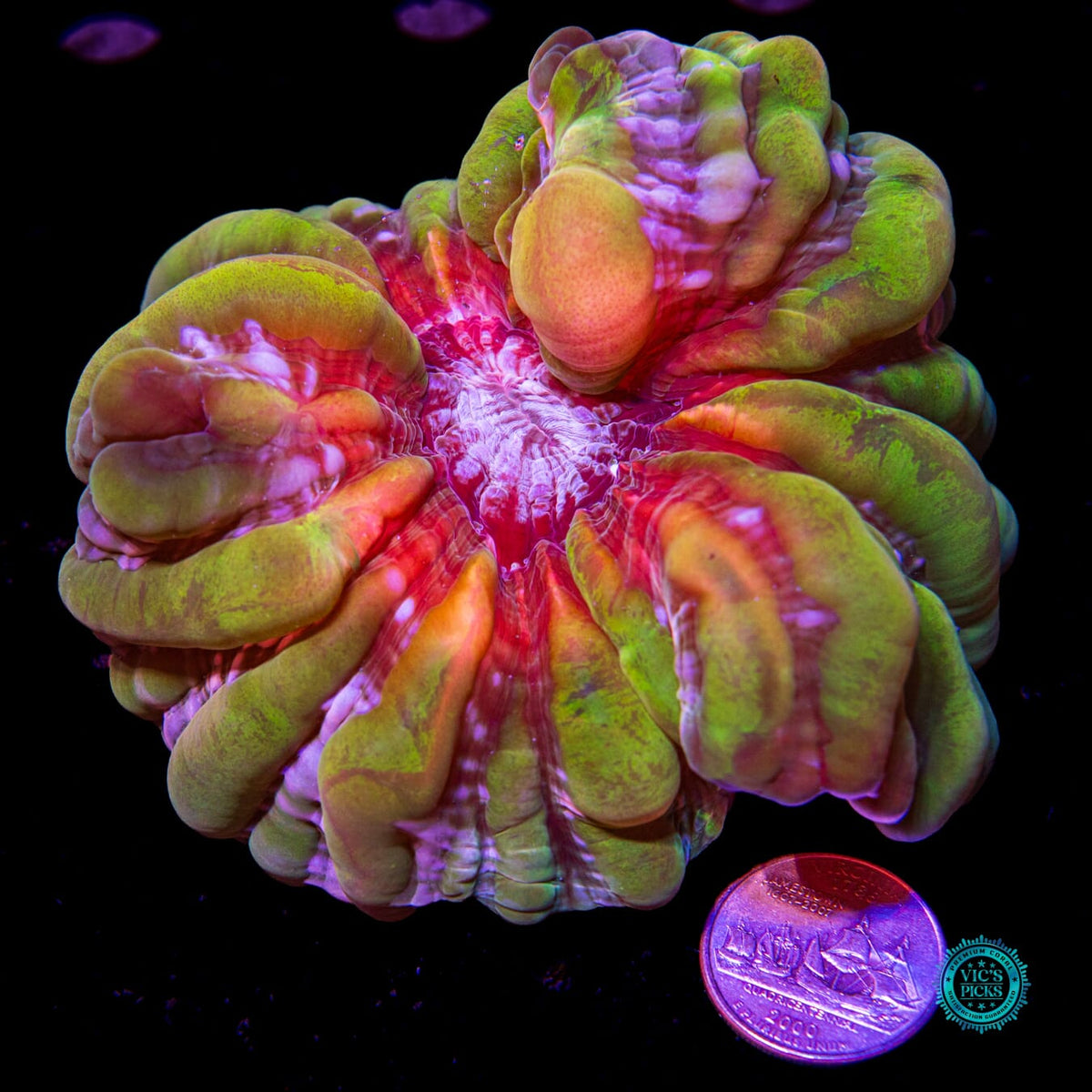 Lemon Lazer Cynarina - Daylight Photo