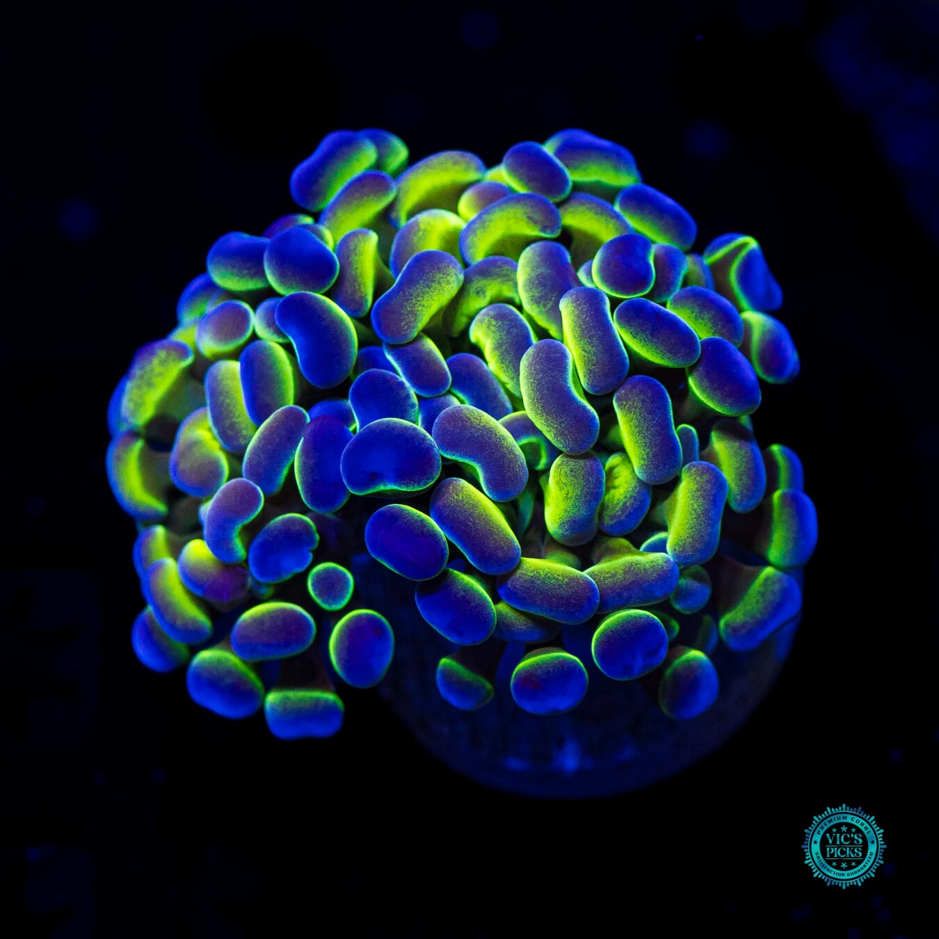 Hologram Branching Hammer - Daylight Photo