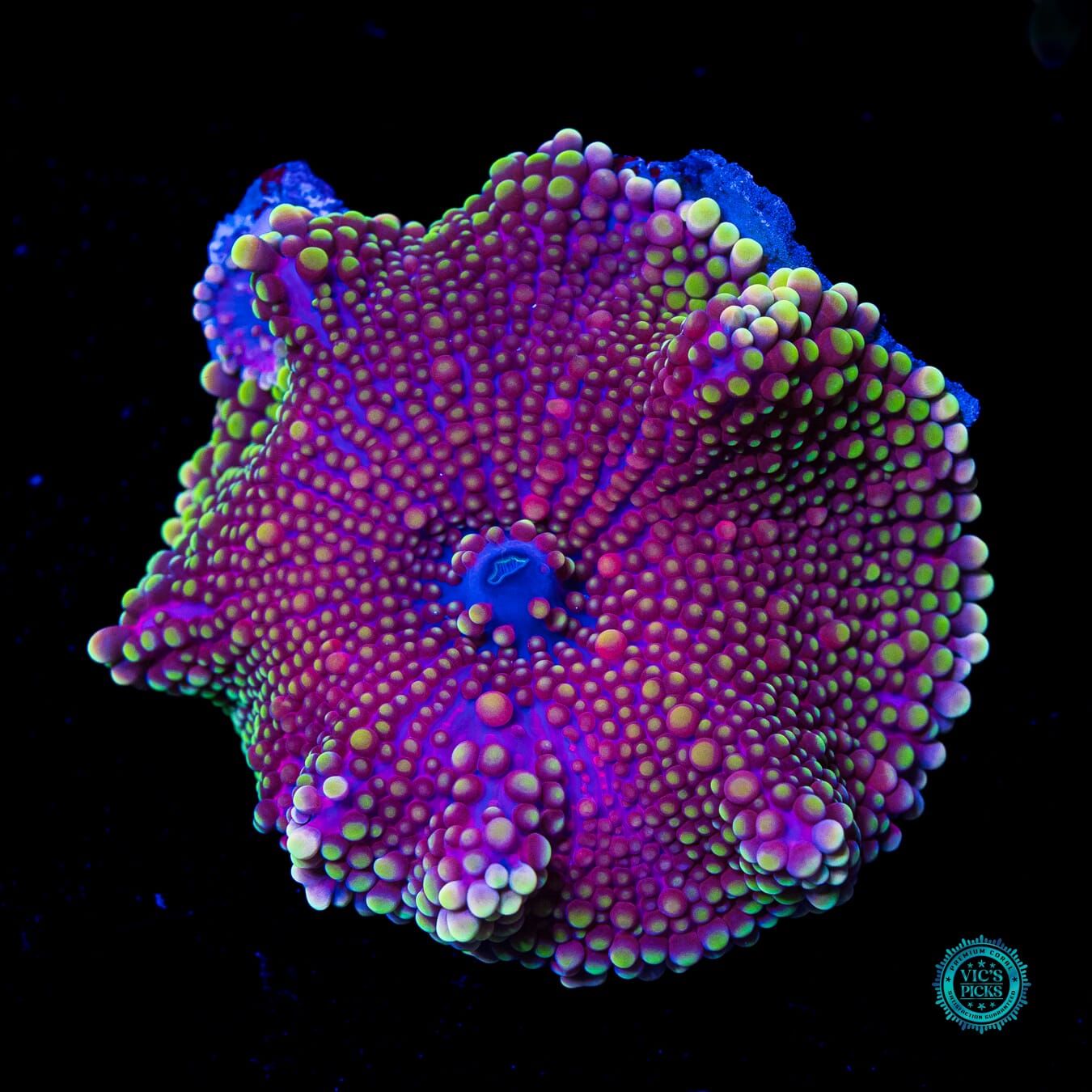 Grape Haze Yuma Mushroom - Daylight Photo