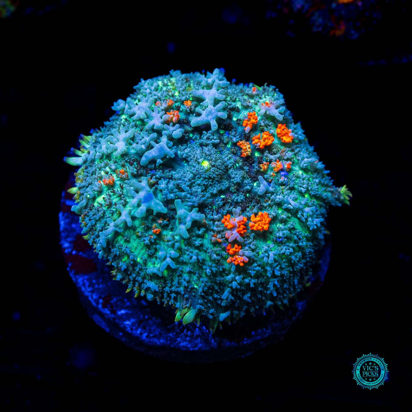 Frozen Fury Carpet Mushroom - Daylight Photo