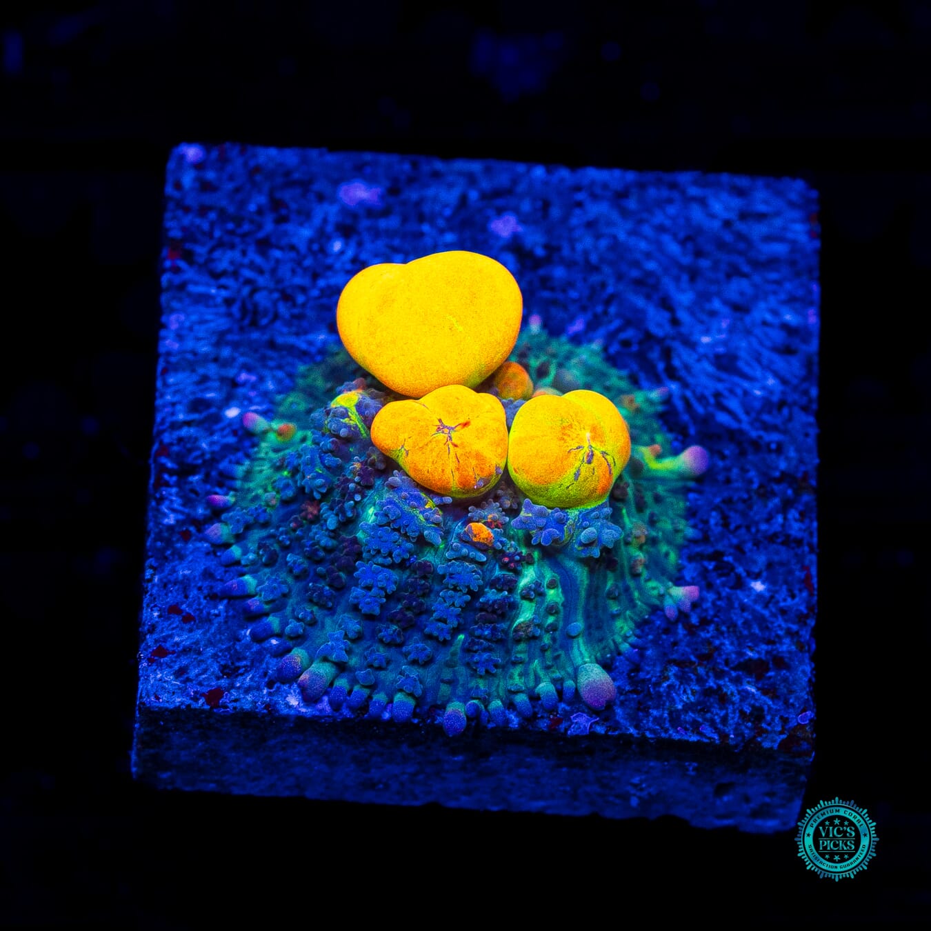 WWC OG Bounce Mushroom - Daylight Photo