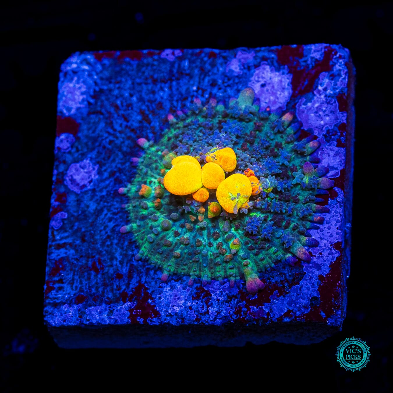 WWC OG Bounce Mushroom - Daylight Photo