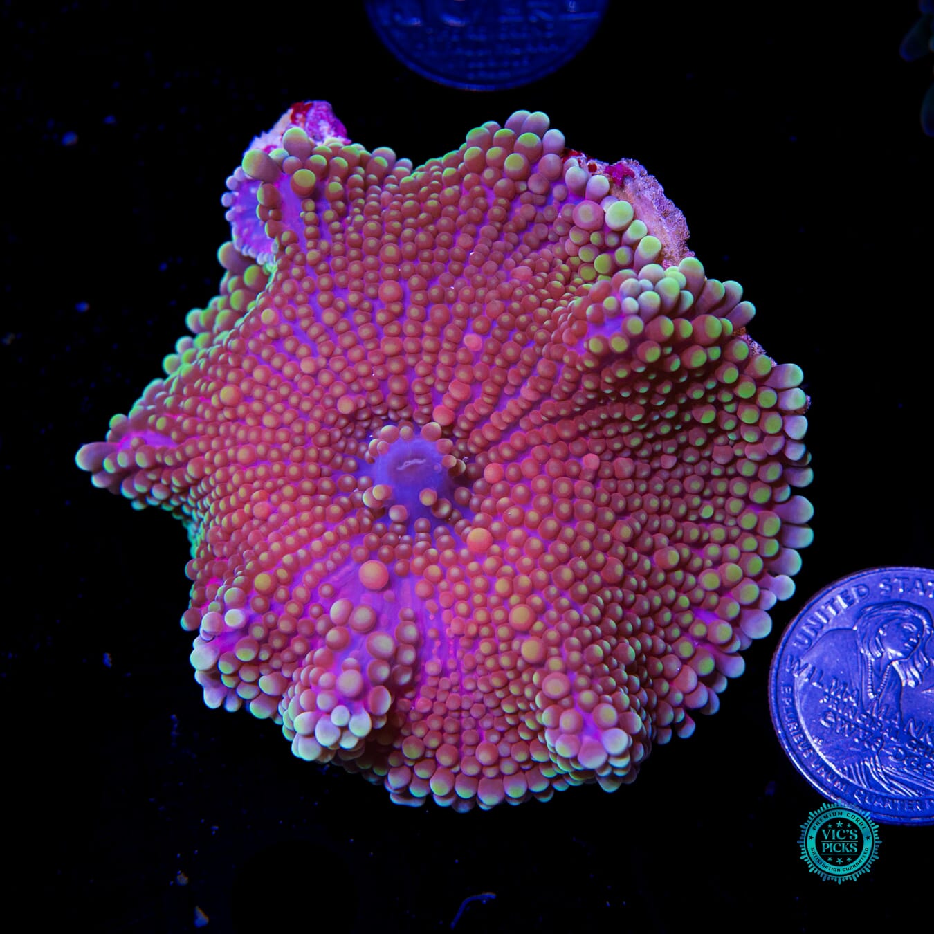 Grape Haze Yuma Mushroom - Actinic Photo