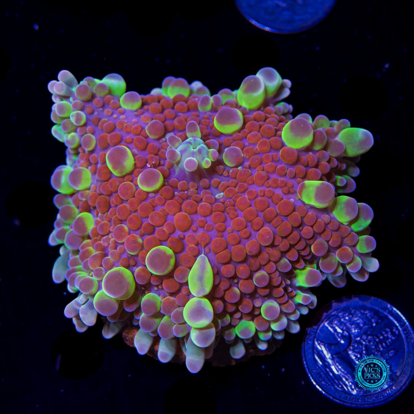 Very Berry Bubbly Yuma Mushroom - Actinic Photo