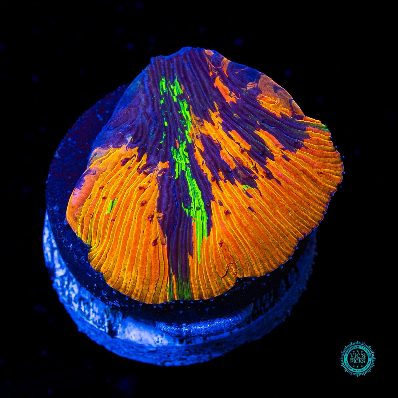 Spellbinder Diaseris Plate - Daylight Photo