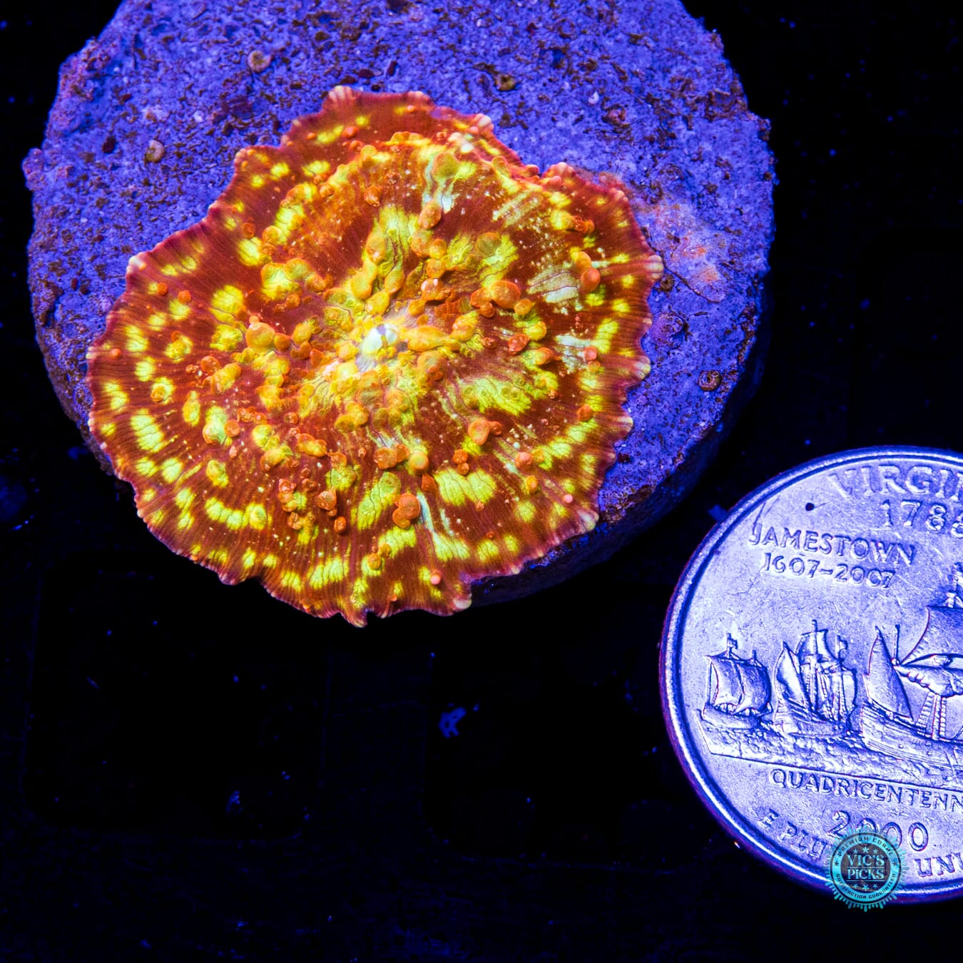 Infernal Flame Mushroom - Actinic Photo