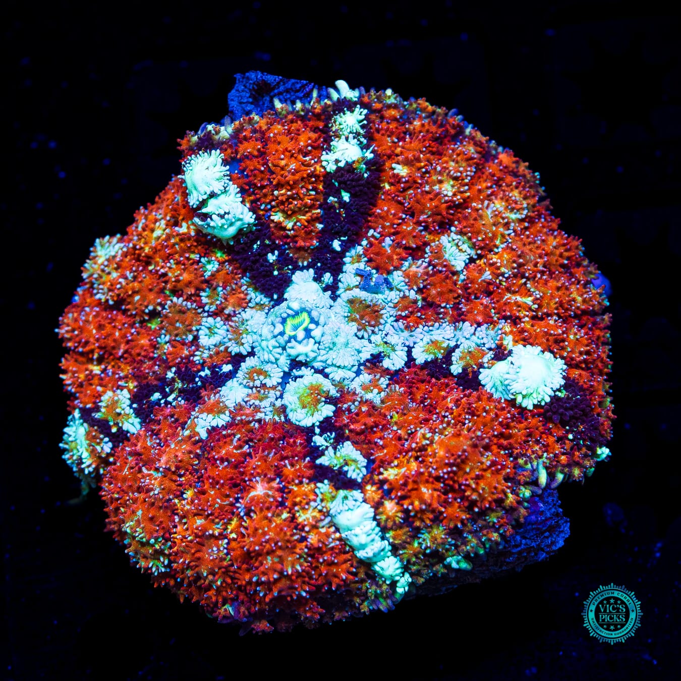 Ping Pong Persian Carpet Mushroom - Daylight Photo