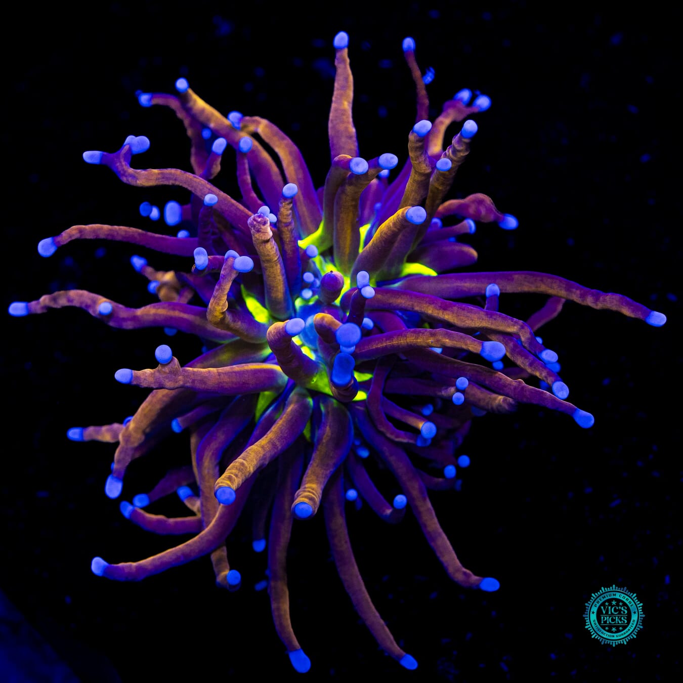 Fel Flame Torch - Daylight Photo