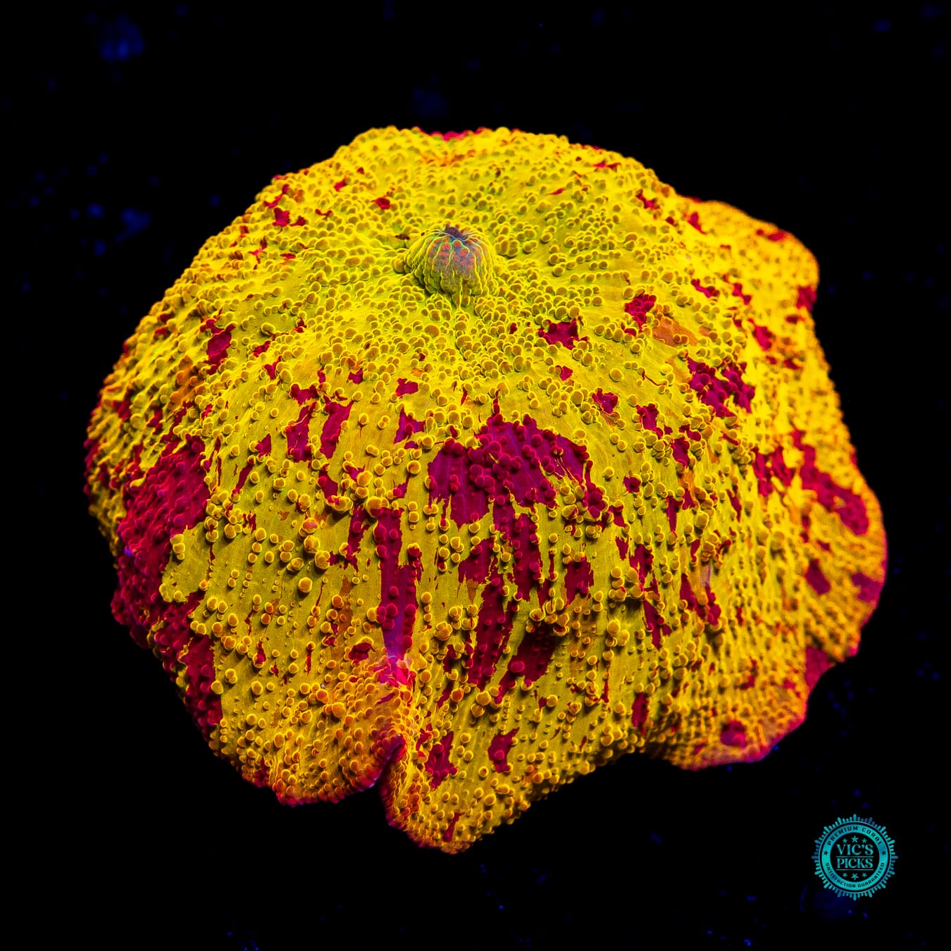 Jawbreaker Mushroom - Daylight Photo