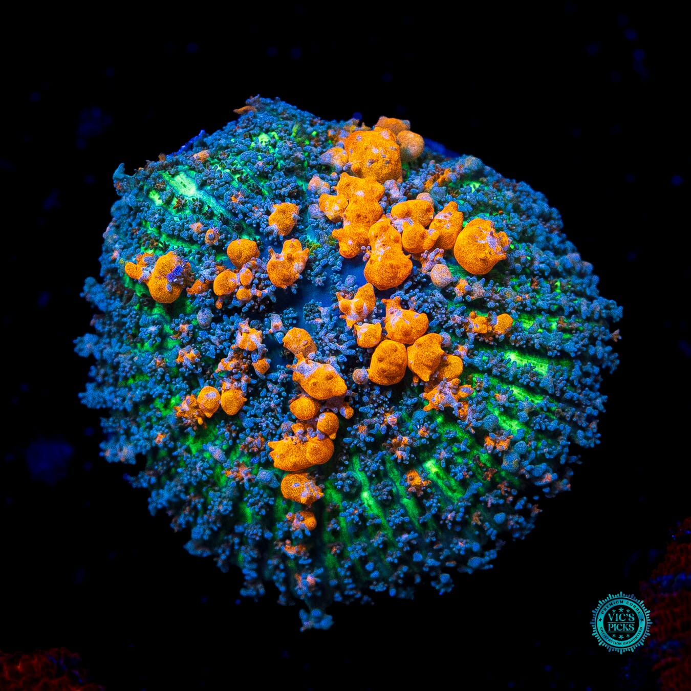 WWC Sunkist Bounce Mushroom - Daylight Photo