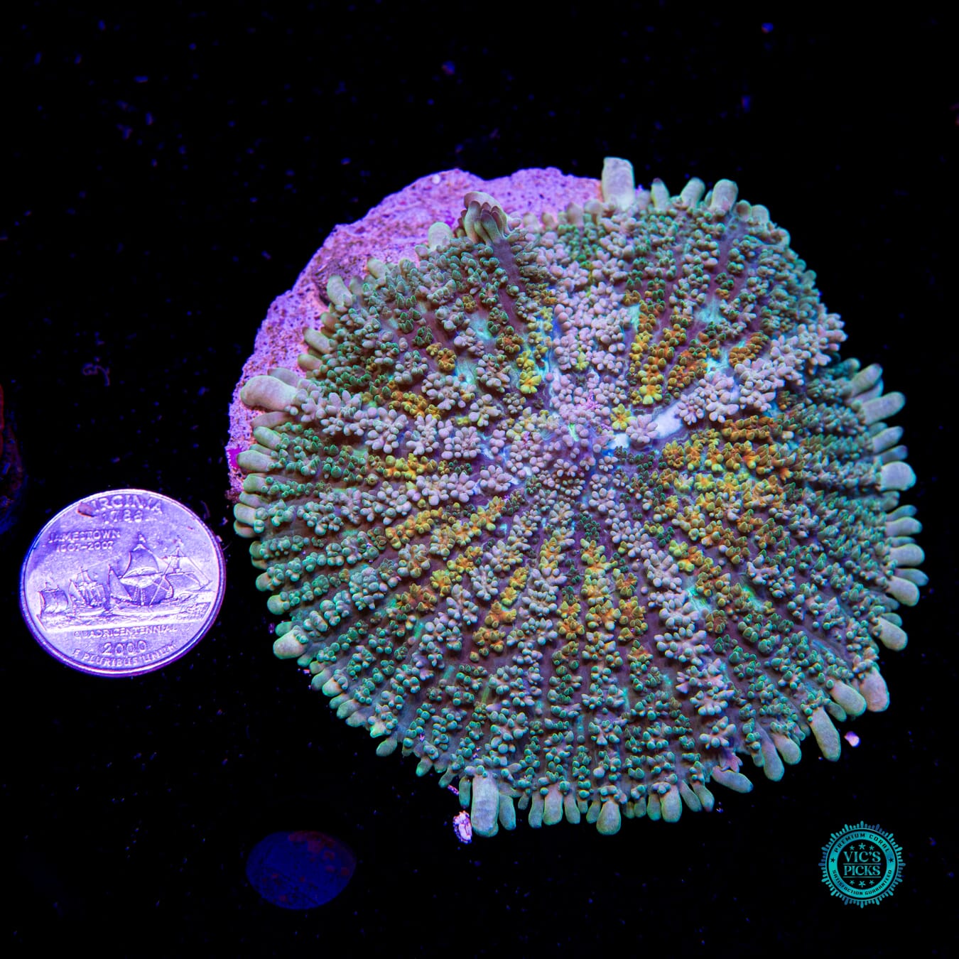 XL Venus Rising Yuma Mushroom - Actinic Photo