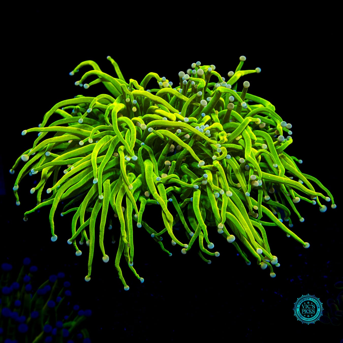 Nuclear Naners Torch - Actinic Photo