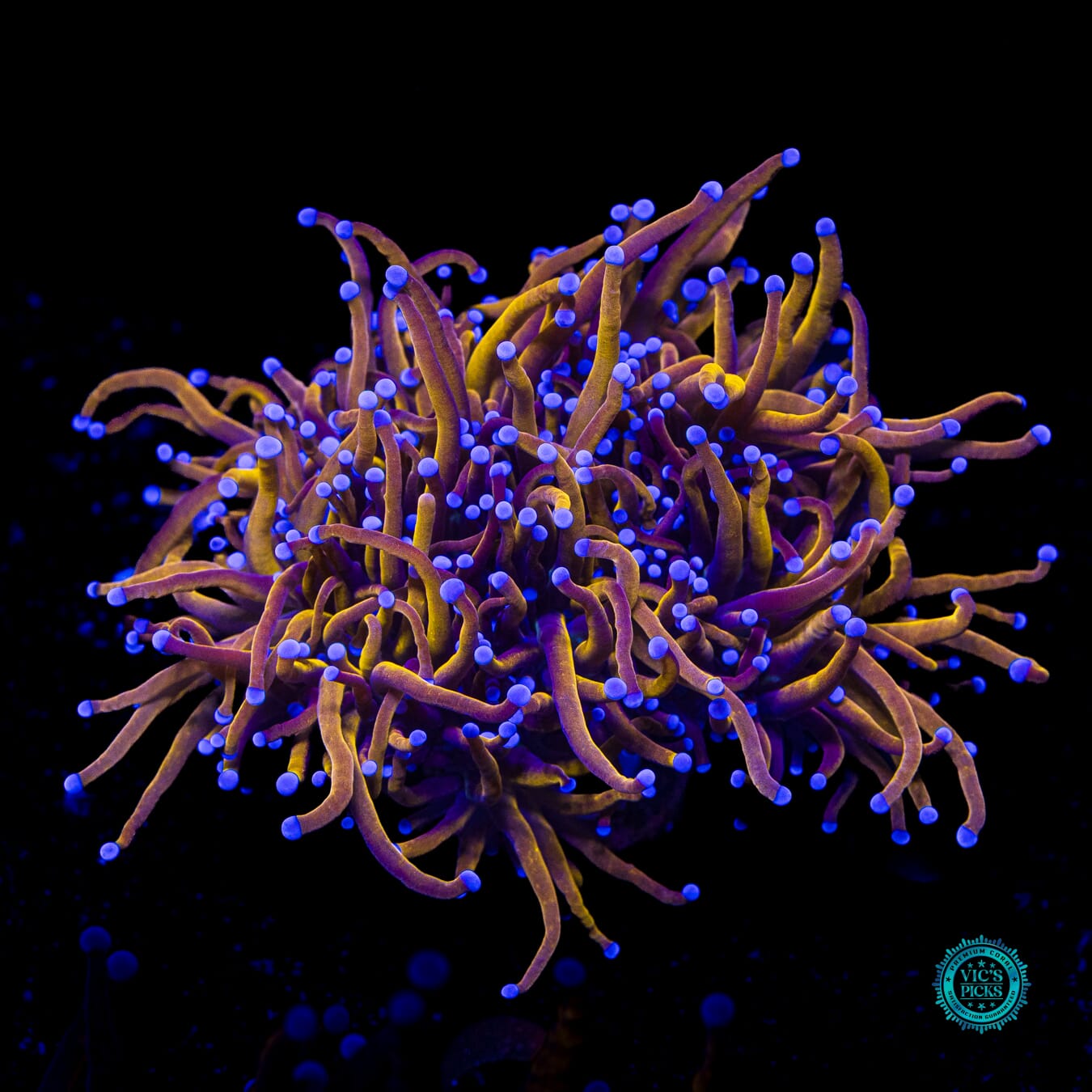 Indo Gold Torch - Actinic Photo