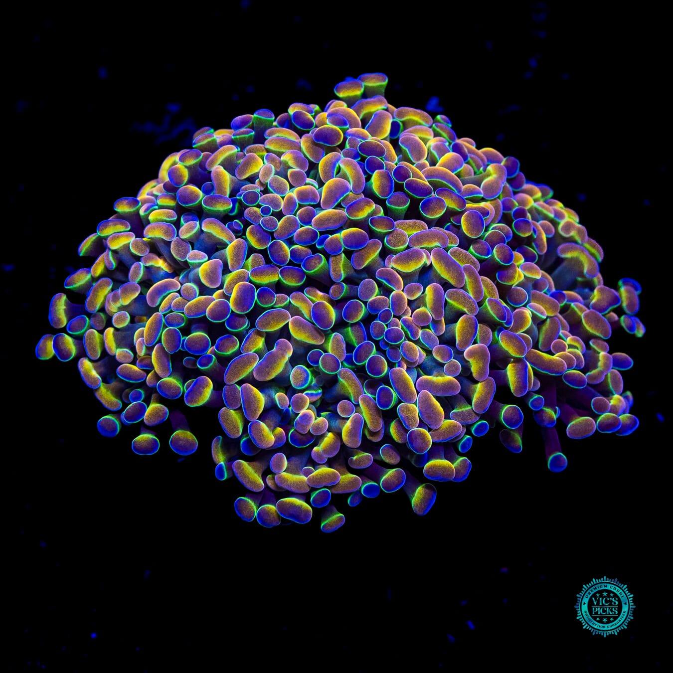 Holy Grail Branching Hammer - Actinic Photo