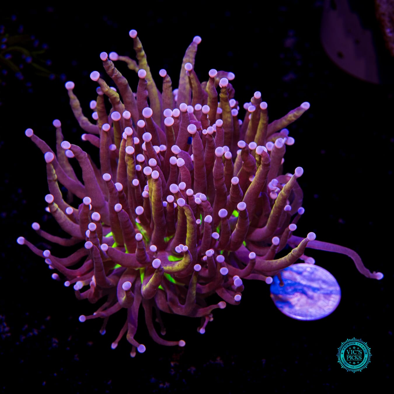 Fel Flame Torch - Daylight Photo
