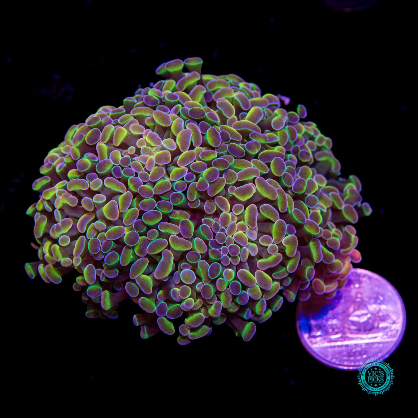 Holy Grail Branching Hammer - Daylight Photo